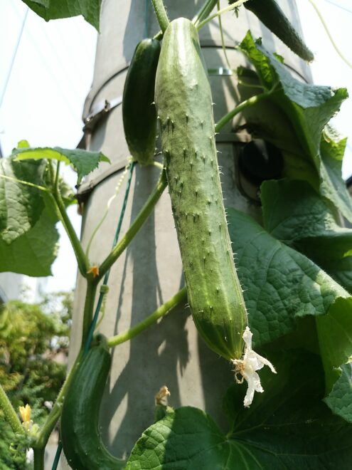 きゅうり（ピクルス）