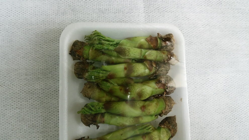 タラの芽の食品成分表